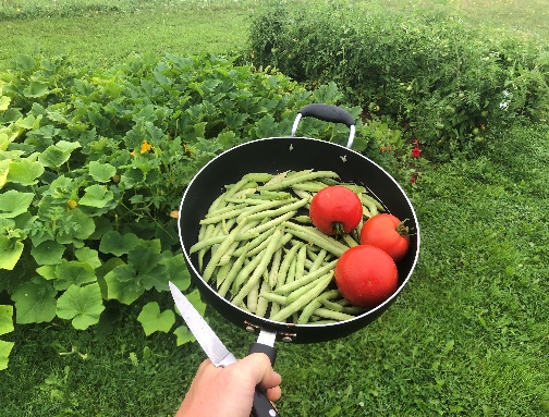 Fresh Tomatoes and Beans